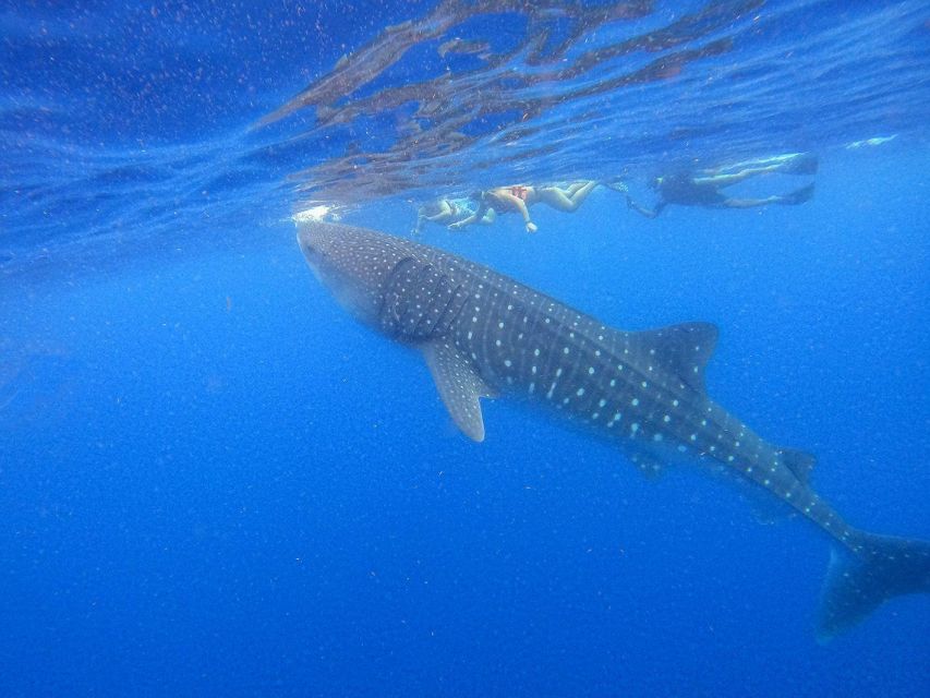 From Cancún/Playa Del Carmen: Holbox Island Tour - Transportation and Guide