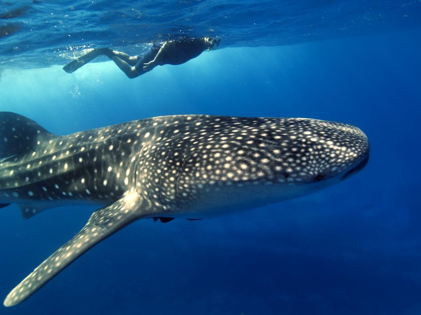 From Cancun/Riviera Maya: Guided Whale Shark Snorkeling Tour - Last Words
