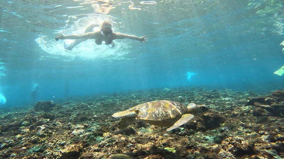 From Ceningan: Snorkeling With Turtle Experience - Full Description