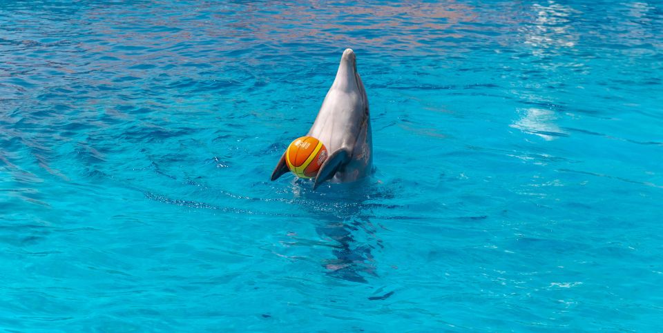 From City of Side/Alanya: Sealanya Dolphin Show W/ Transfers - Booking Details