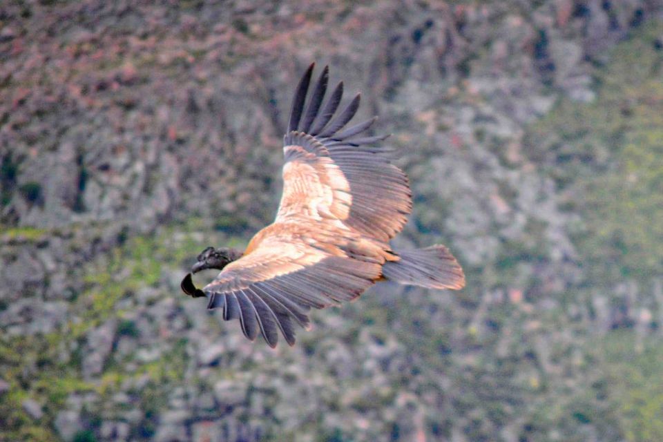 From Cusco: Condor Sighting in Chonta - Additional Information