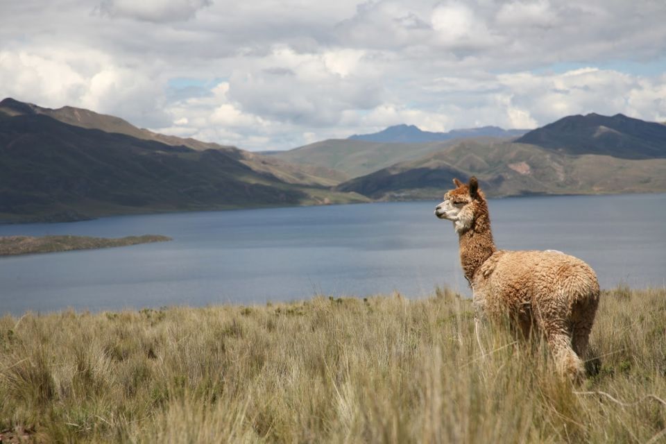 From Cusco: Full-Day Tour to Q'eswachaka Rope Bridge - Customer Satisfaction