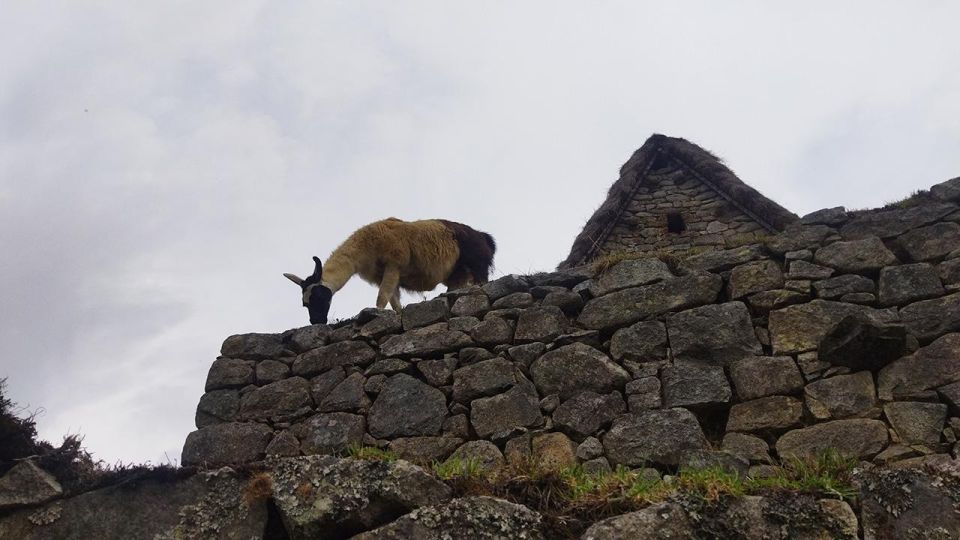 From Cusco: Machu Picchu & Cusco Classic 5 Days - Day 4 - Aguas Calientes & Machu Picchu