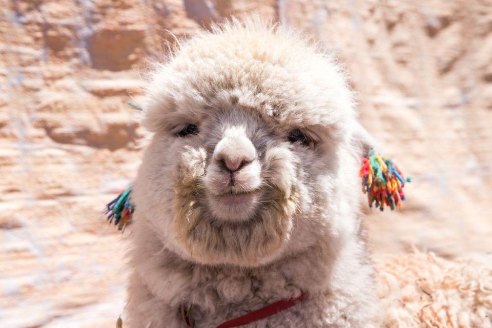 From Cusco: Rainbow Mountain 1-Day Breakfast and Lunch - Rainbow Mountain Visit Itinerary