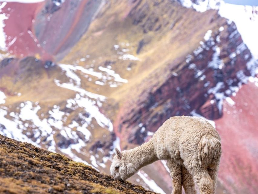 From Cusco: Rainbow Mountain on ATVs - Inclusions