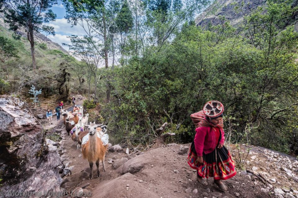 From Cusco: Walk With Alpacas and Llamas & Picnic Private - Booking Details