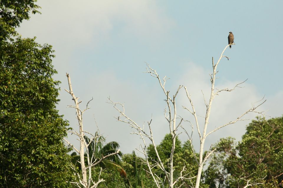 From Desaru: Lebam River Kayak Trip With Boat Cruise - Overall Trip Experience