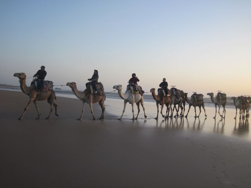 From Essaouira: Camel Tour With Overnight Stay in a Tent - Customer Experience
