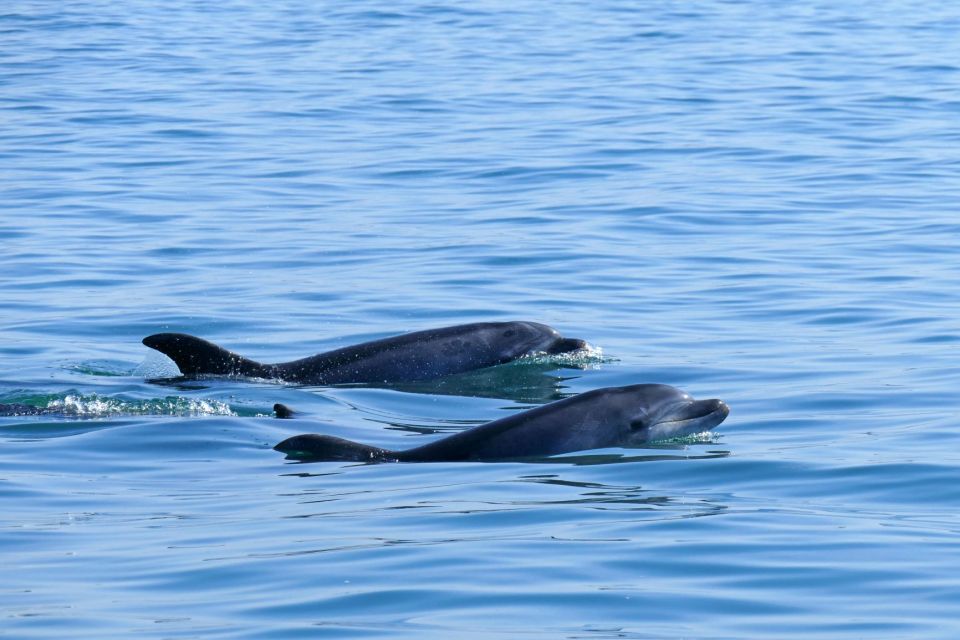 From Faro: Dolphin-Watching & Wildlife - Inclusions