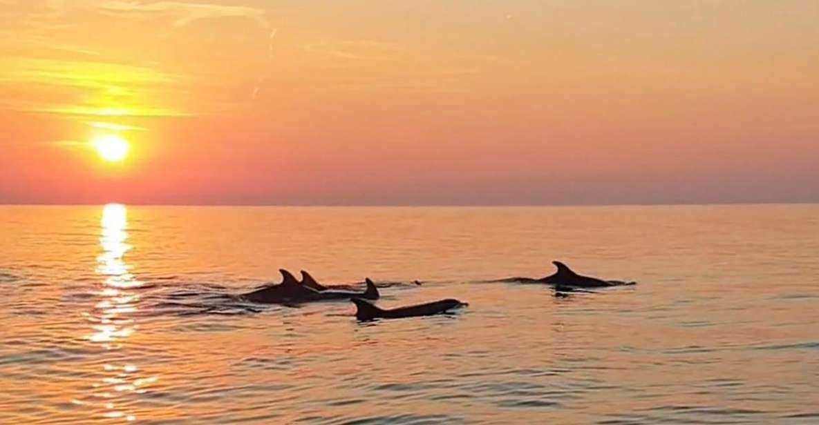 From Fazana: Private Dolphin Search & Sunset Cruise - Brijuni National Park Adventure