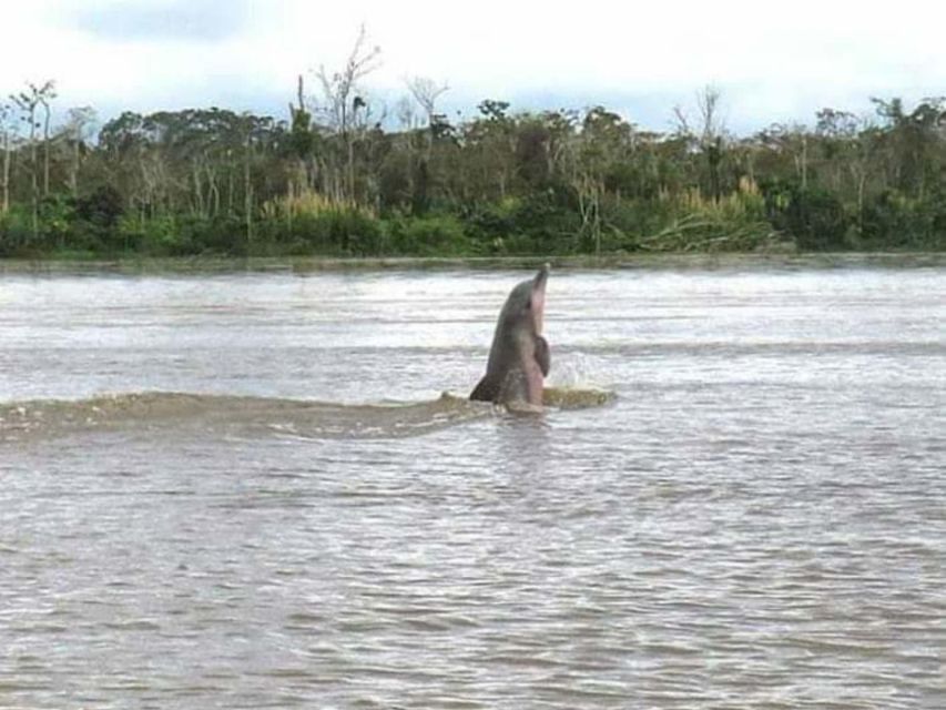 From Iquitos 4 Day Yanayacu River Tour With Bird Watching - Inclusions and Services