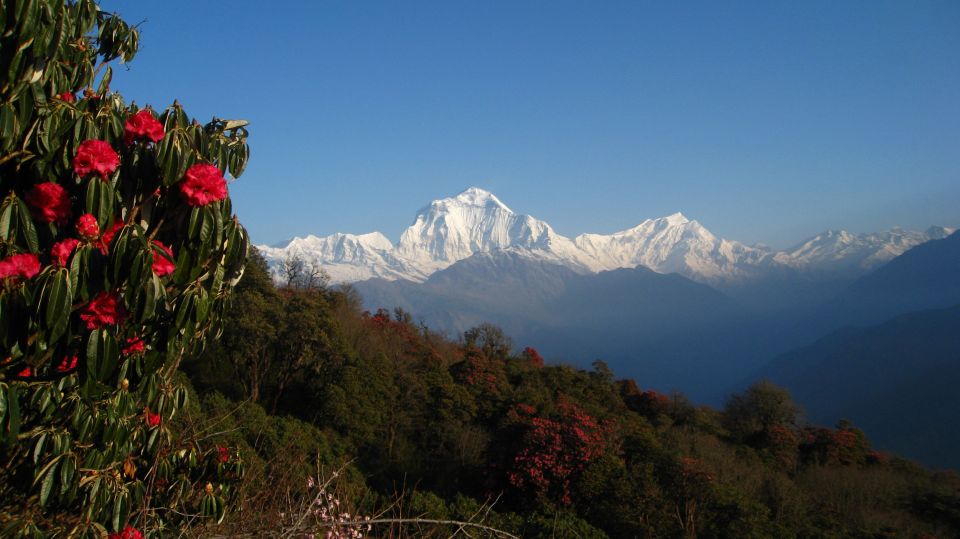 From Kathmandu: Goorepani Poonhill Trekking Trip - Trek Itinerary