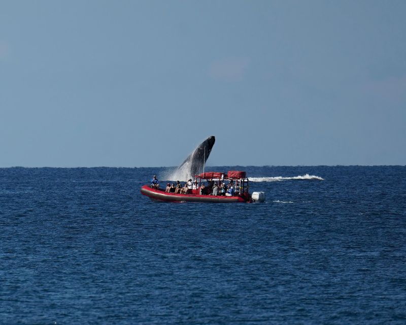 From Kihei: Guided Humpback Whale Migration Cruise - Common questions