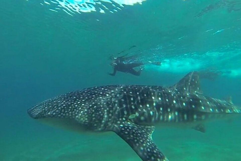 From La Paz: Whale Sharks, Sea Lions & Balandra Beach Combo - Last Words