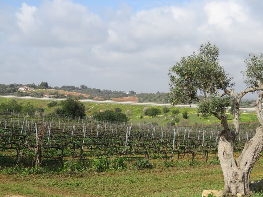 From Lagos: Private Algarve Wineries Tour With Tastings - Winery Visits