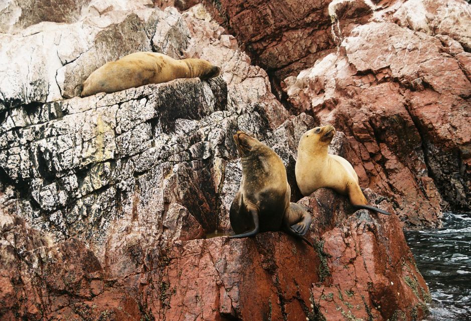 From Lima: Paracas National Reserve Tour & Ballesta Islands - Tour Duration