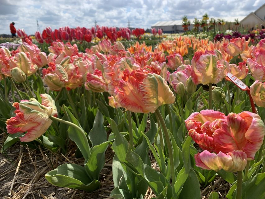 From Lisse: Flower Bike Tour Along Keukenhof and De Tulperij - Starting Location Details