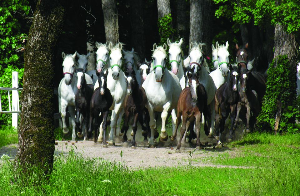 From Ljubljana: Lipica Stud Farm and Piran Full-Day Tour - Additional Tour Information