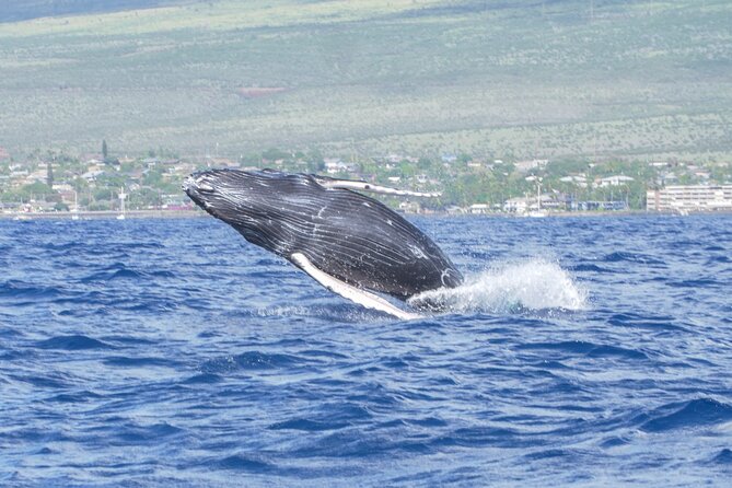 From Maalaea Harbor: Whale Watching Tours Aboard Winona Catamaran - General Information