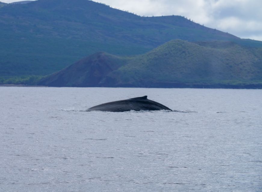 From Maalaea: Whale Watching Catamaran Cruise With Drinks - Detailed Description