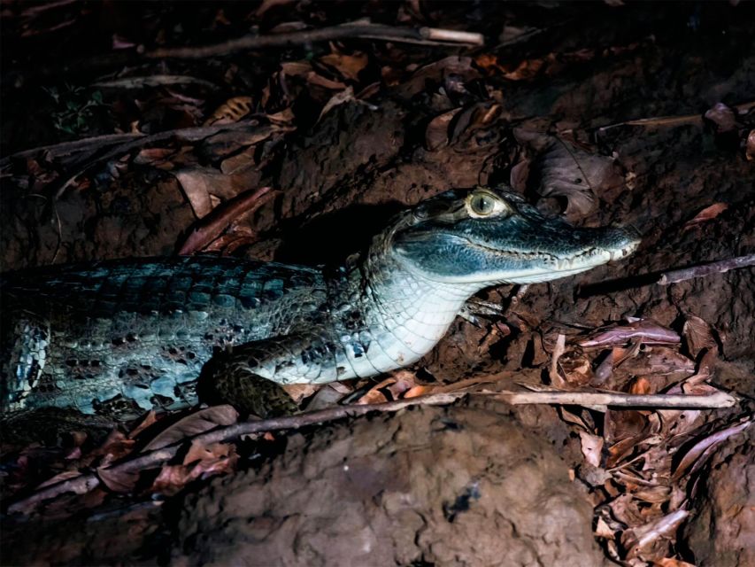 From Madre De Dios Night Trekking In The Amazon Rainforest