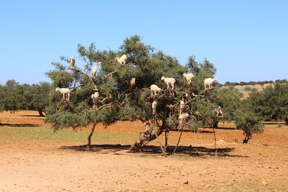 From Marrakech to Essaouira Coast Day Tour - Customer Reviews