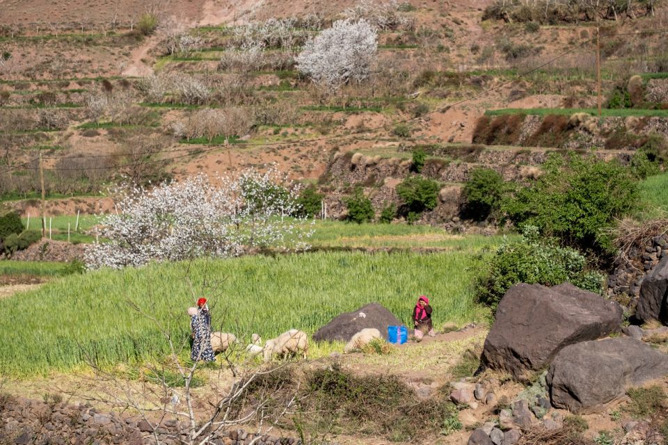 From Marrakesh: Atlas Mountains Talamrout Summit Day Hike - Summit Views of Mount Toubkal