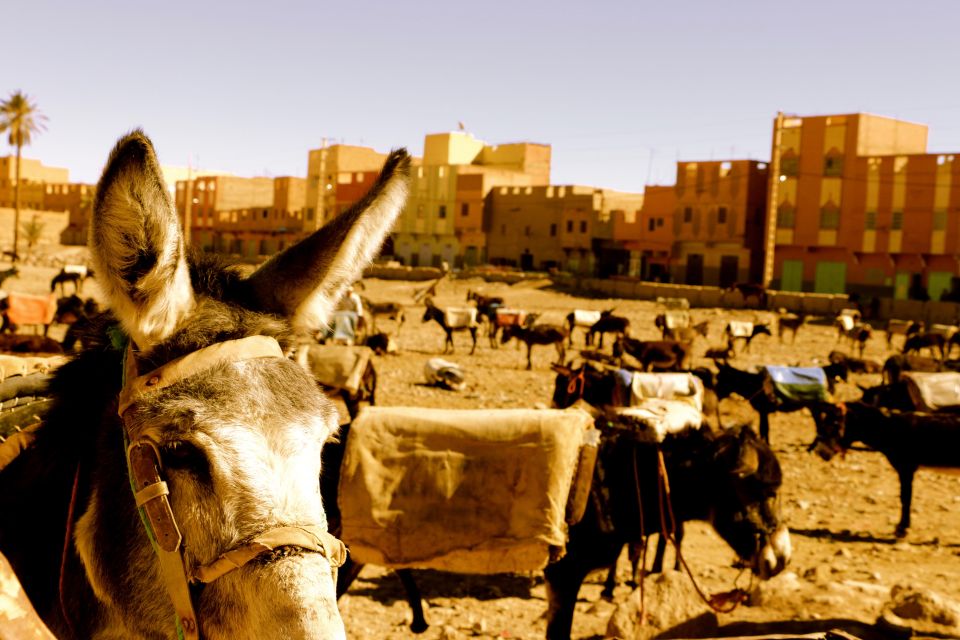 From Merzouga: Private 4x4 Dunes Tour Incl. Lunch - Additional Information