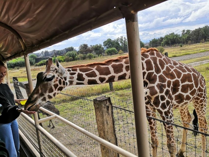 From Mexico City: Teotihuacan Tour & Reino Animal For Kids - Tour Description