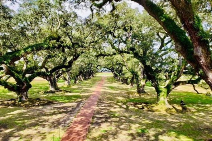 From New Orleans: Oak Alley or Laura Plantation Tour - Experience Options