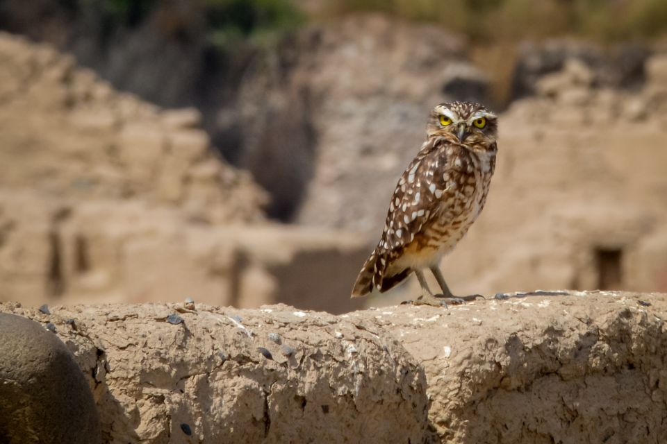 From Paracas: Tambo Colorado Inca Complex Tour - Last Words