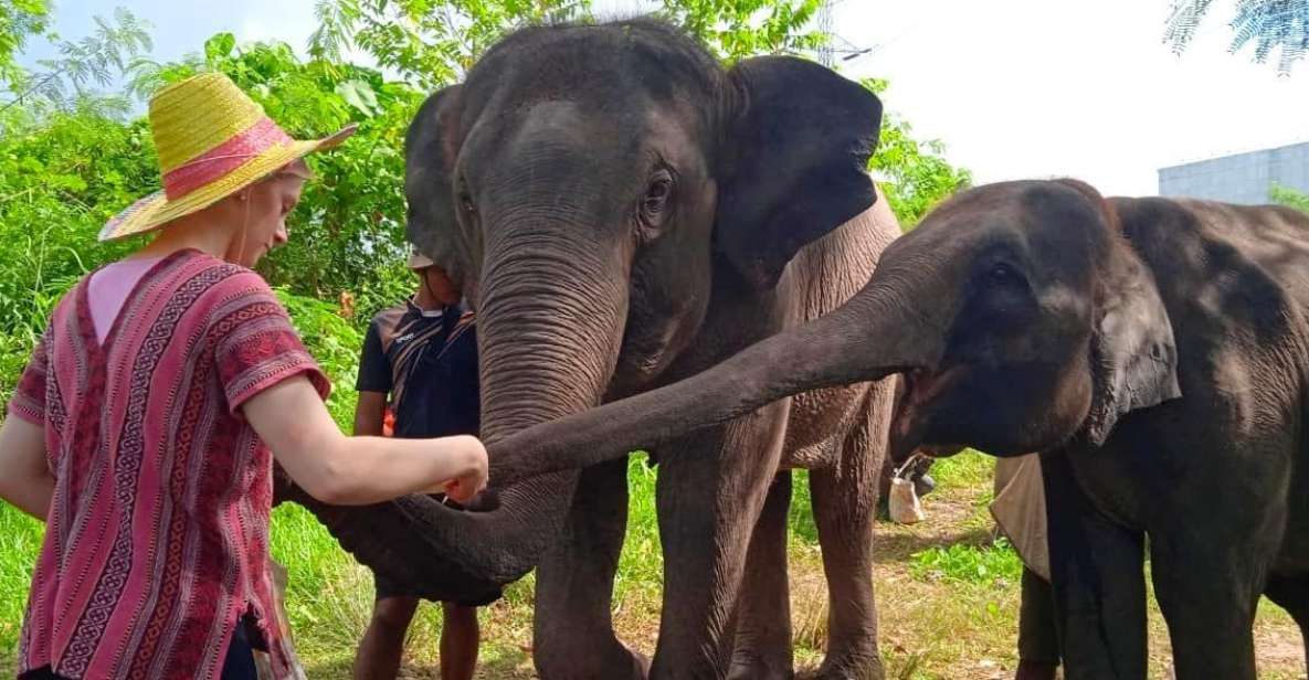 From Phuket: Ethical Elephant Interactive Trek And Tour