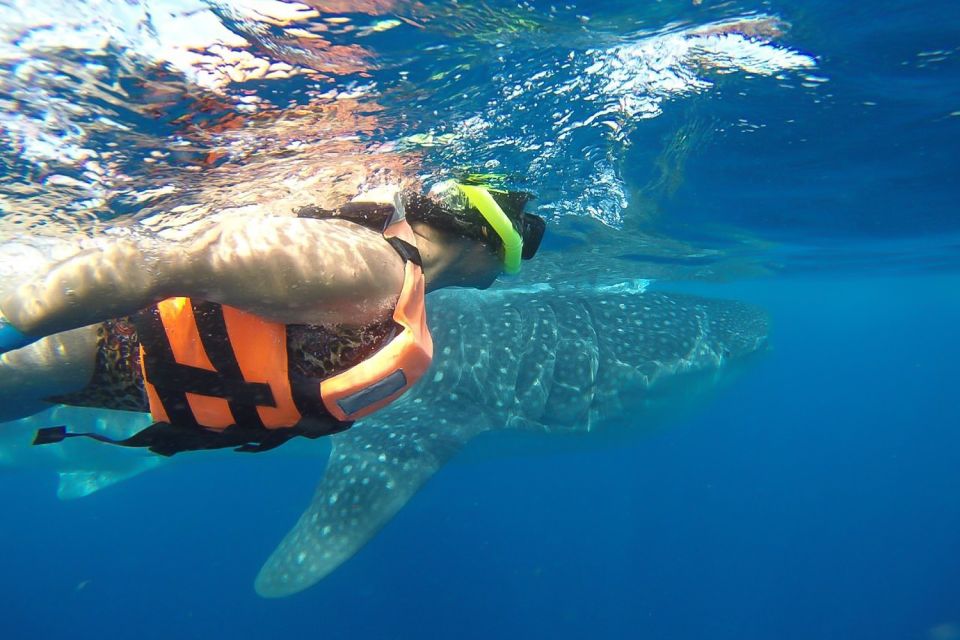 From Playa Del Carmen: Whale Shark Tour - Booking Information