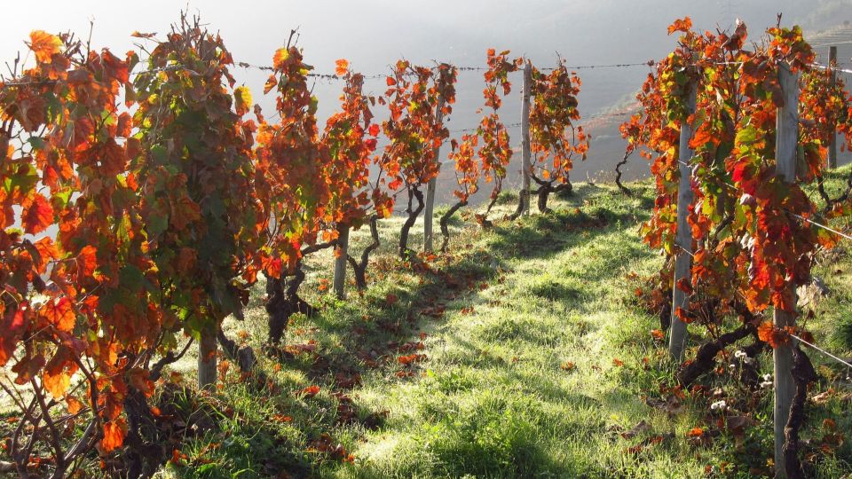 From Porto: Douro Valley Wine Tour, Tastings, Lunch & Cruise - Pickup Details and Logistics