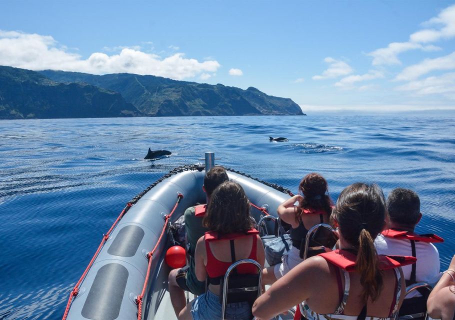 From Porto Moniz: Whale and Dolphin Watching Tour in Madeira - Reservation Details
