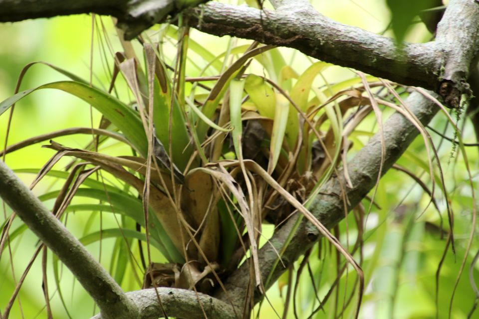 From Puerto Vallarta: 2-Hour Guided Sierra Vallejo Hike - Expert Guides