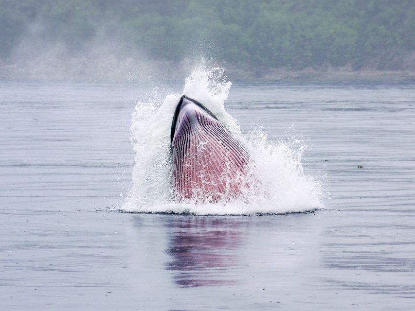 From Quebec City: Whale Watching Excursion Full-Day Trip - Directions