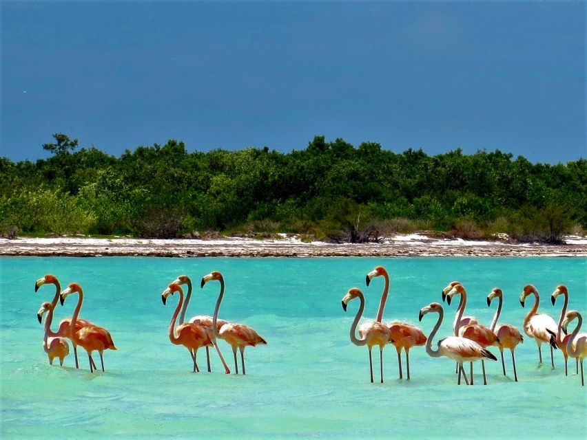From Riviera Maya: Holbox Full-Day Tour With Lunch - Payment Options and Flexibility
