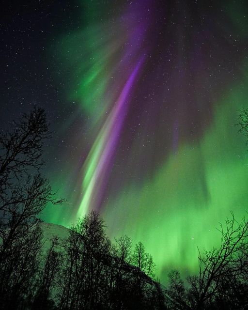 From Rovaniemi: Aurora Dreamscape Tour in the Wild - Inclusions