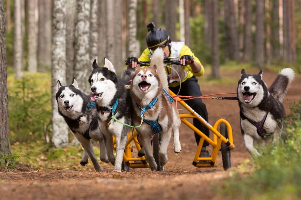 From Rovaniemi: Autumn Husky Safari Adventure - Directions