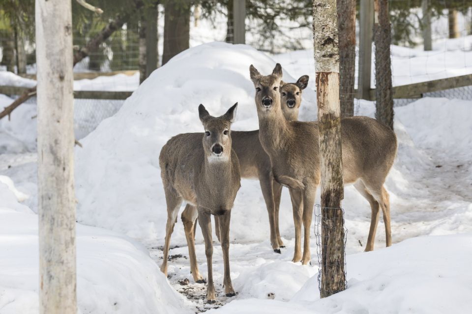 From Rovaniemi: Ranua Wildlife Park Experience - Additional Activities