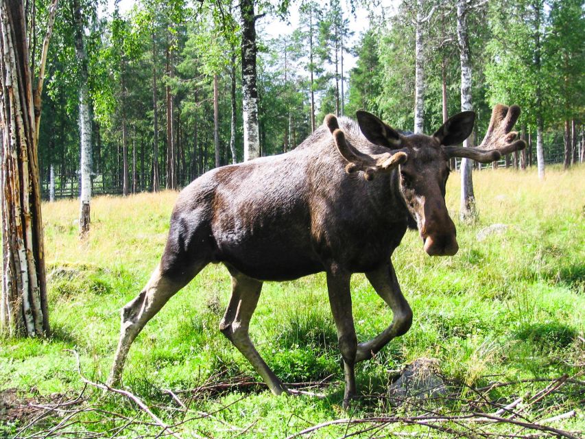 From Rovaniemi: Return Transfer to Ranua Zoo by Private Van - Directions