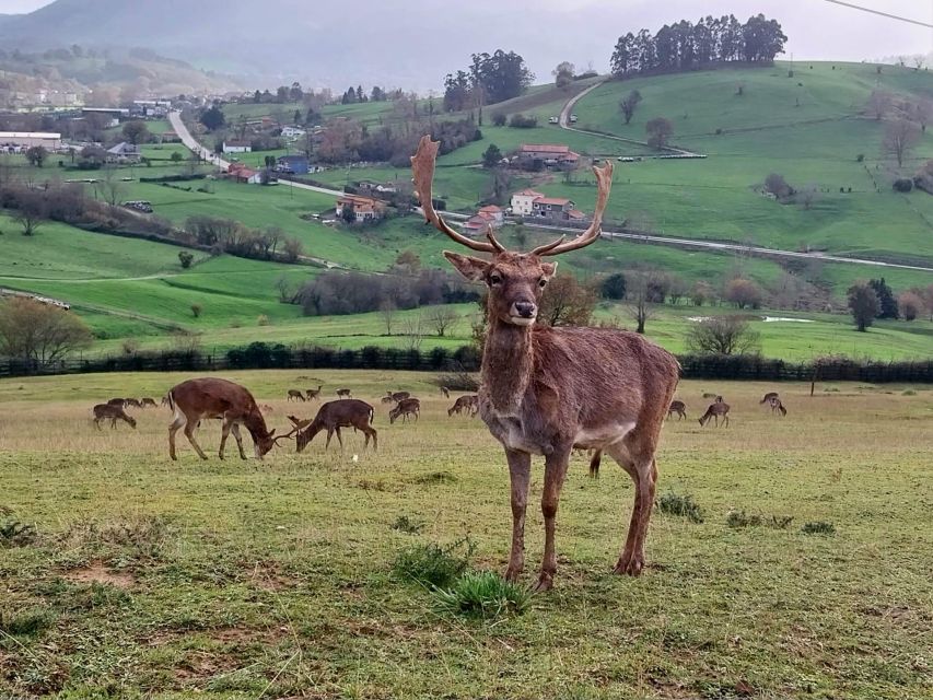 From Santander: Cabarceno Natural Park Half-Day Trip - Review Summary