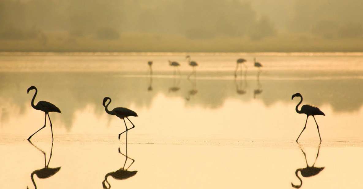 From Seville: Doñana National Park Full-Day Private Tour - Itinerary Information