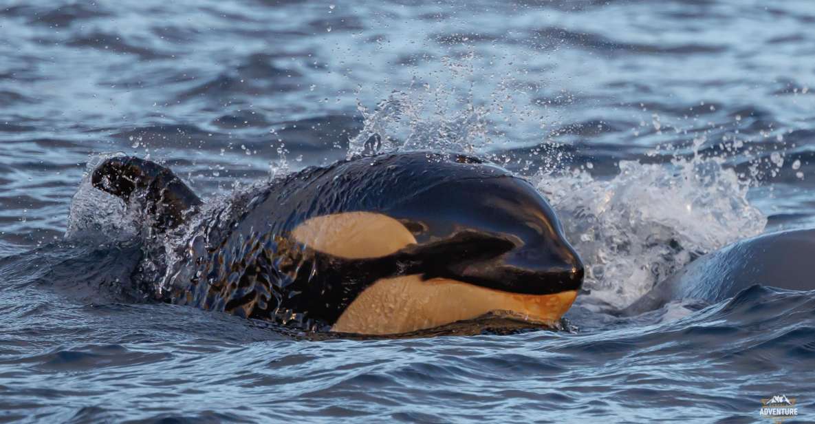 From Skjervøy: Whale Watching in a Heated Cabin Cruiser - Full Description