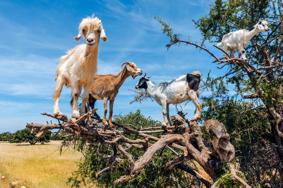 From Taghazout: Tree-Climbing Goats Sightseeing Tour - Last Words