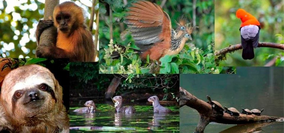 From Tambopata: in the Heart of Sandoval Lake 4d/3n - Canopy Walk and Birdwatching