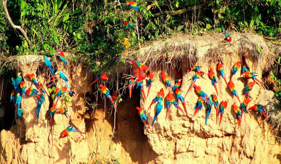 From Tambopata: Parrots and Macaws Clay Lick - Common questions