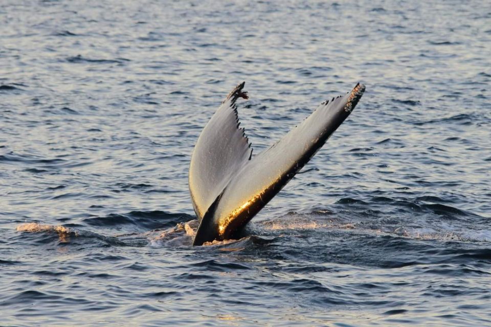 From Tromsø: All-Inclusive Whale and Sea Bird Boat Cruise - Tour Guide Information