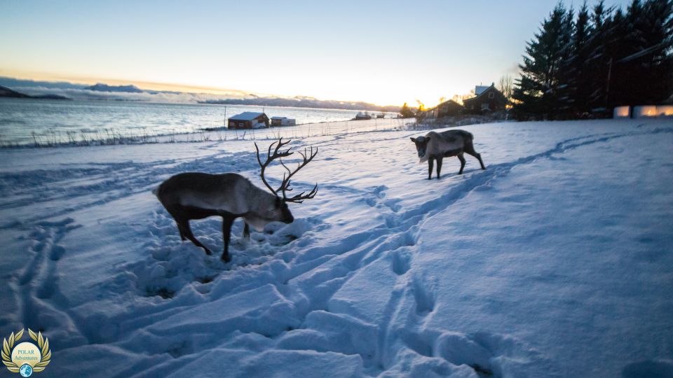 From Tromsø: Fjords Small Group Bus Tour - Review Summary